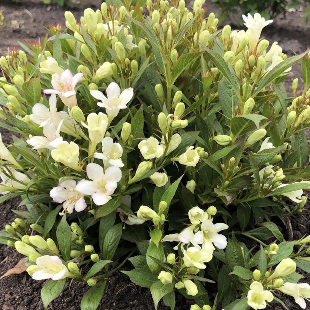 Weigela Picobella Bianco - Veigela