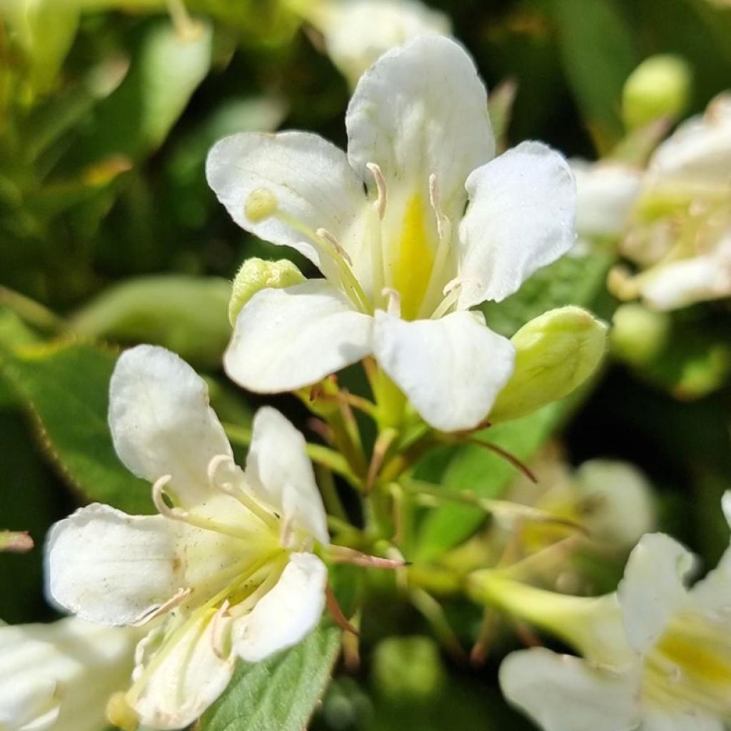 Weigela Picobella Bianco - Veigela