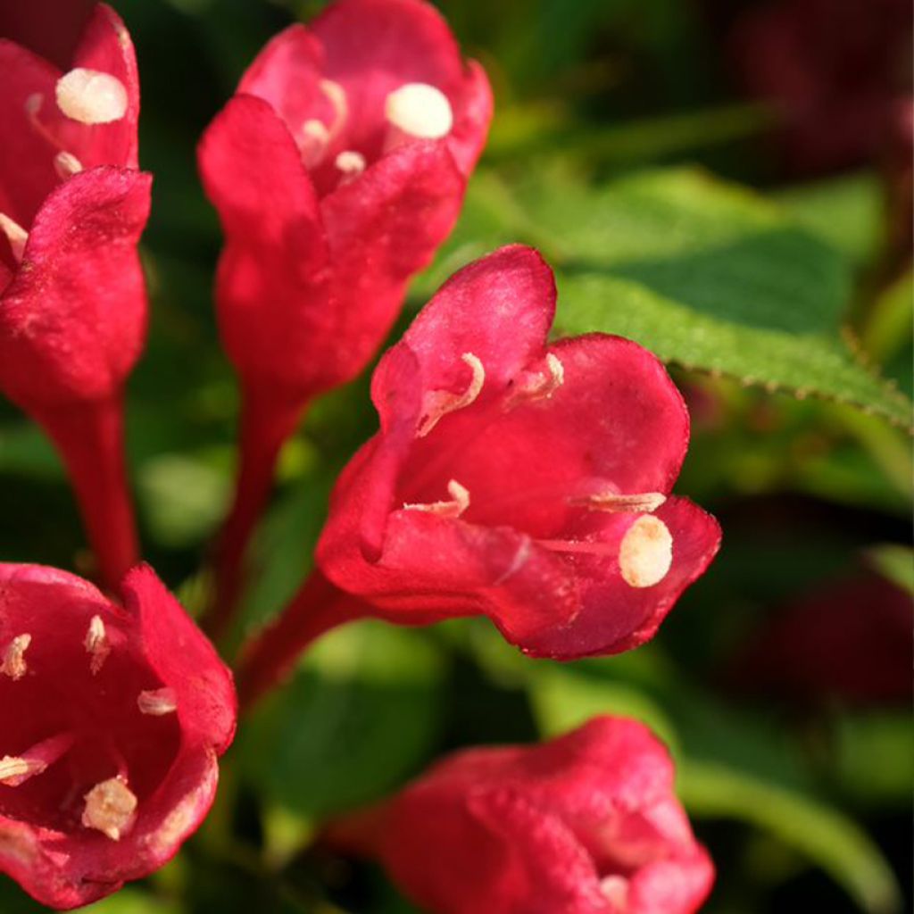 Weigela Picobella Rosso - Veigela