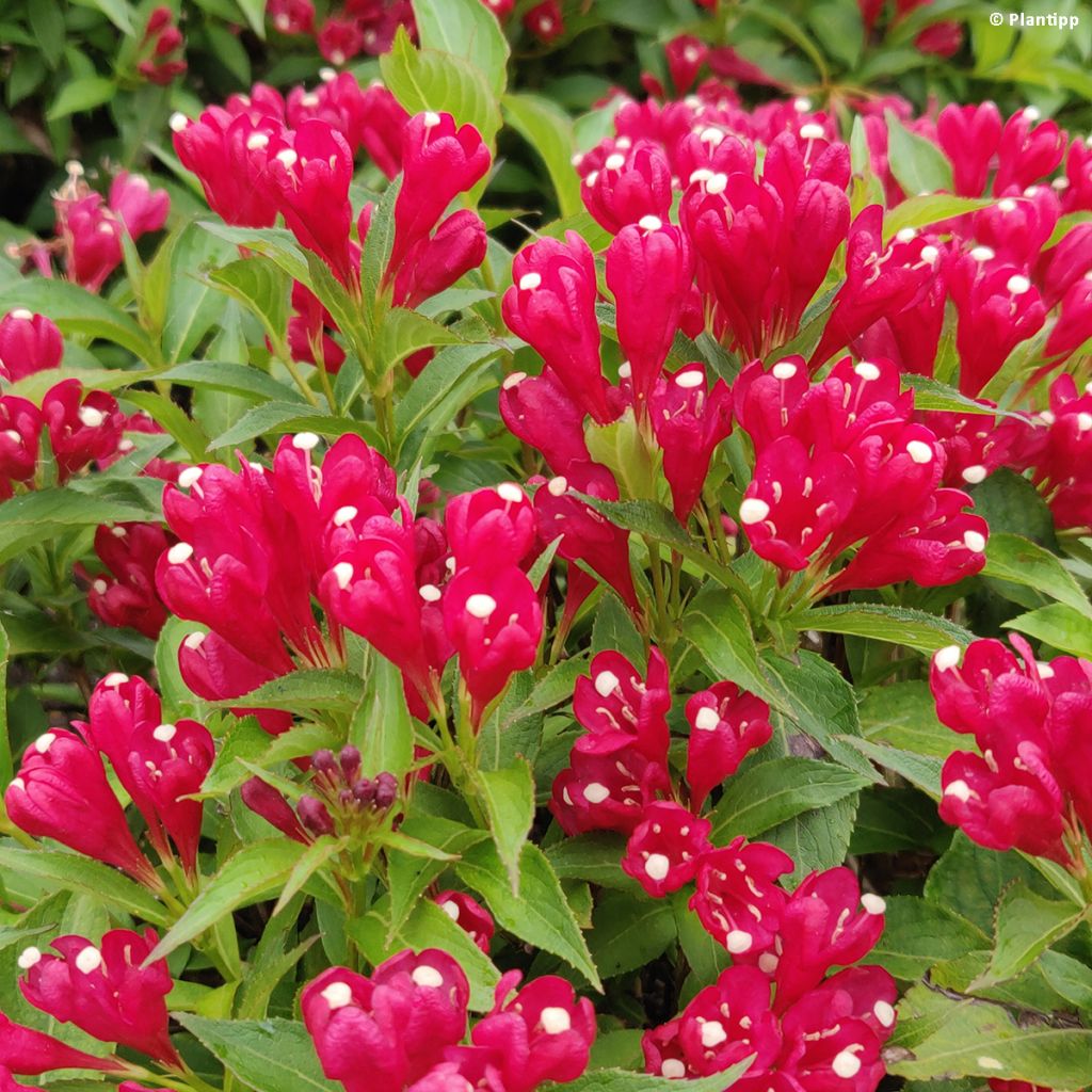 Weigela Picobella Rosso - Veigela