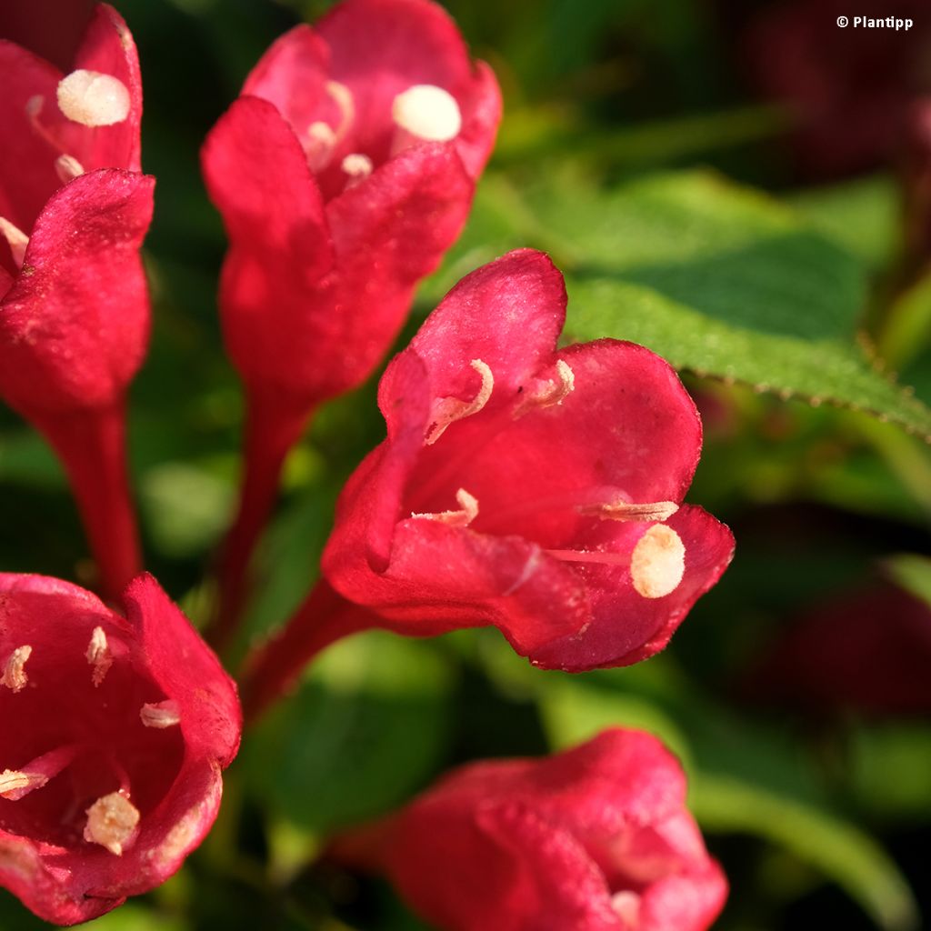 Weigela Picobella Rosso - Veigela