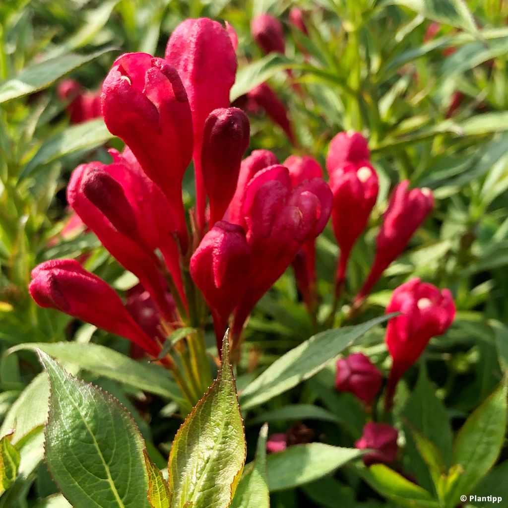 Weigela Picobella Rosso - Veigela