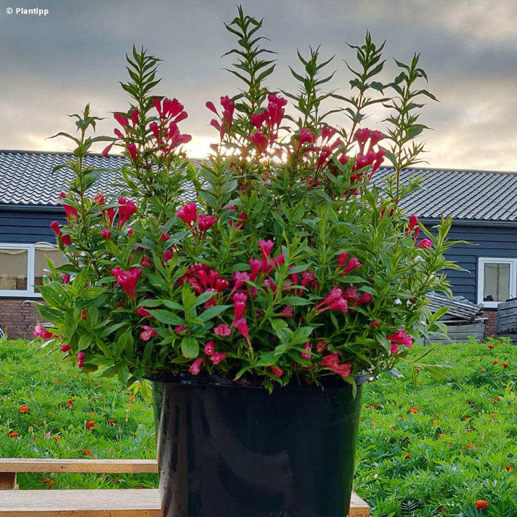 Weigela Picobella Rosso - Veigela