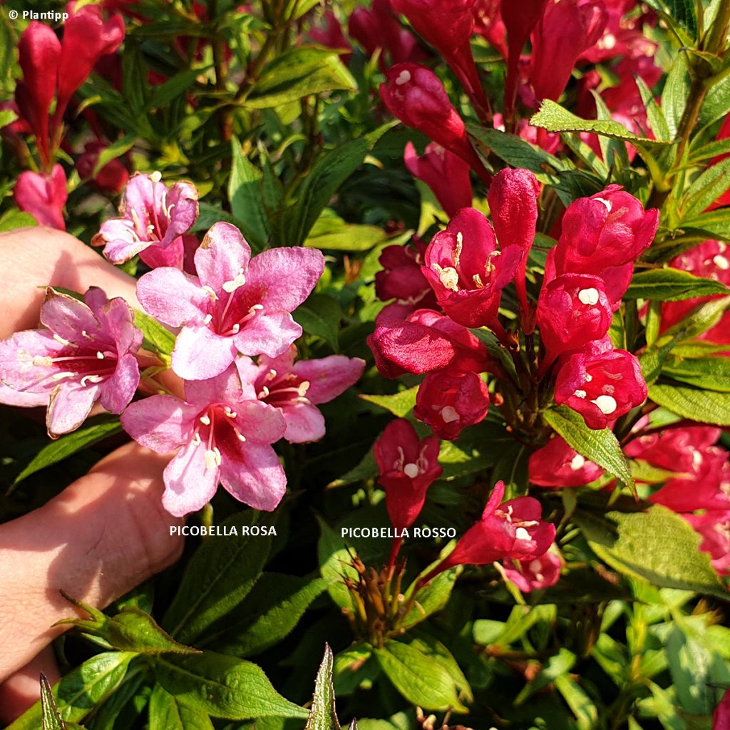 Weigela Picobella Rosso - Veigela