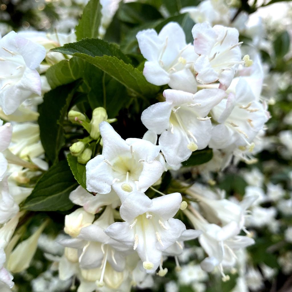 Weigela Snowflake - Veigela