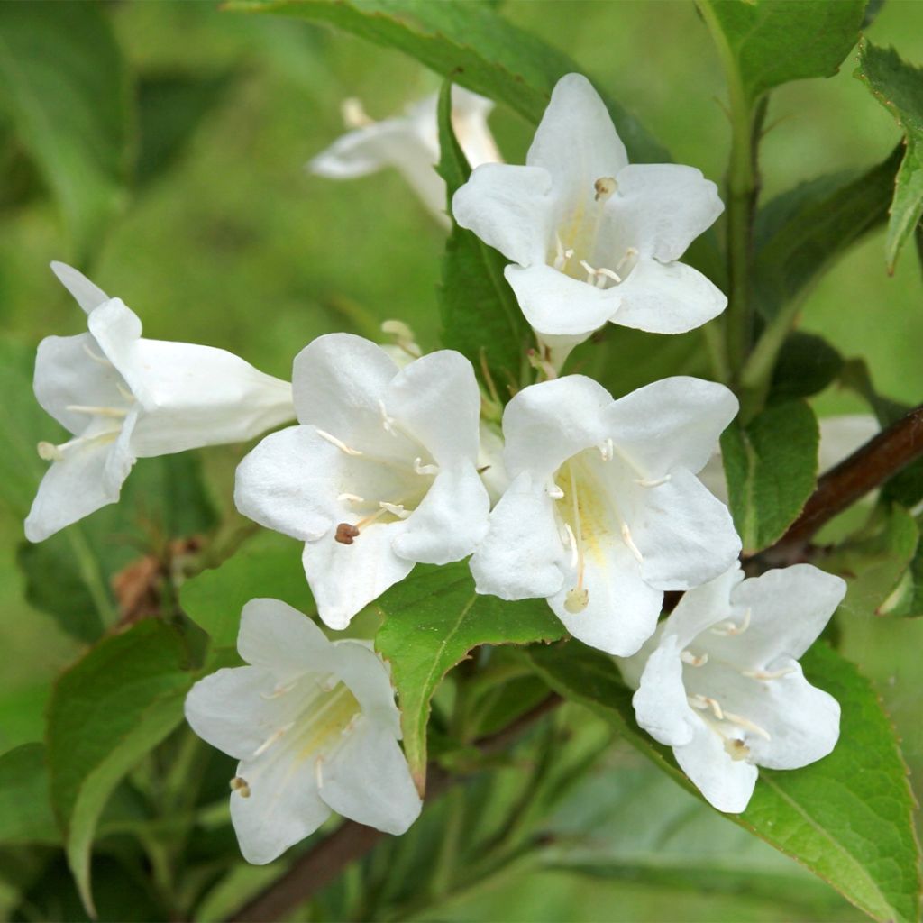 Weigela Snowflake - Veigela