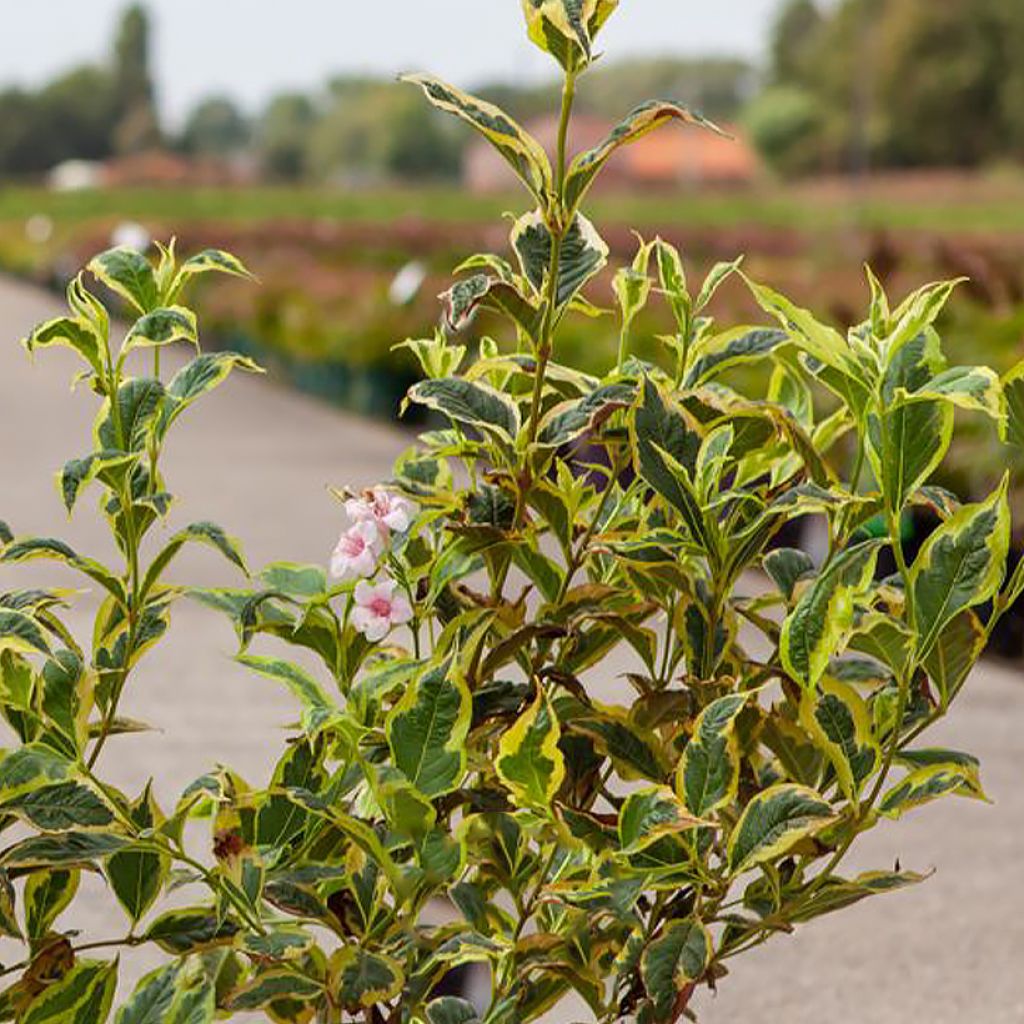 Weigela florida White Lightning