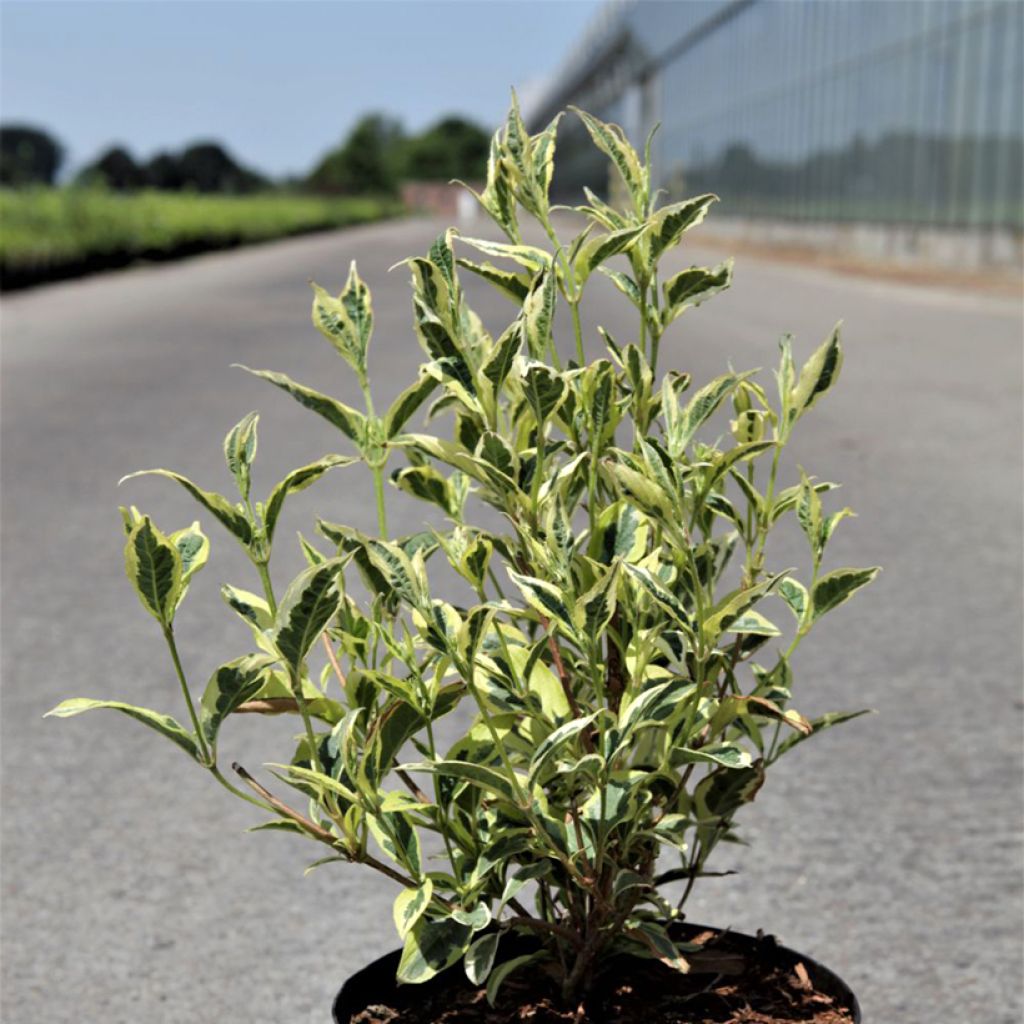 Weigela florida White Lightning