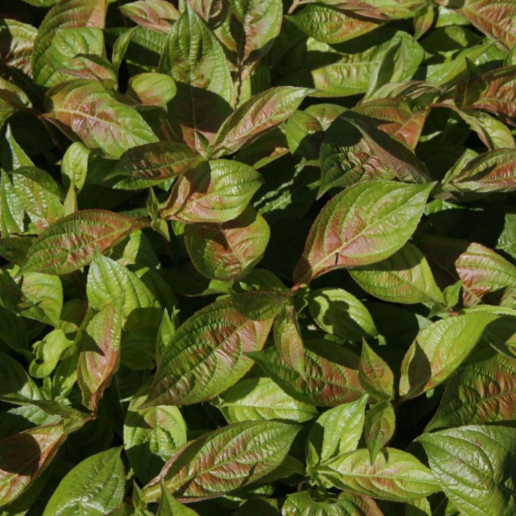 Weigela Wings of Fire ® - Weigélia