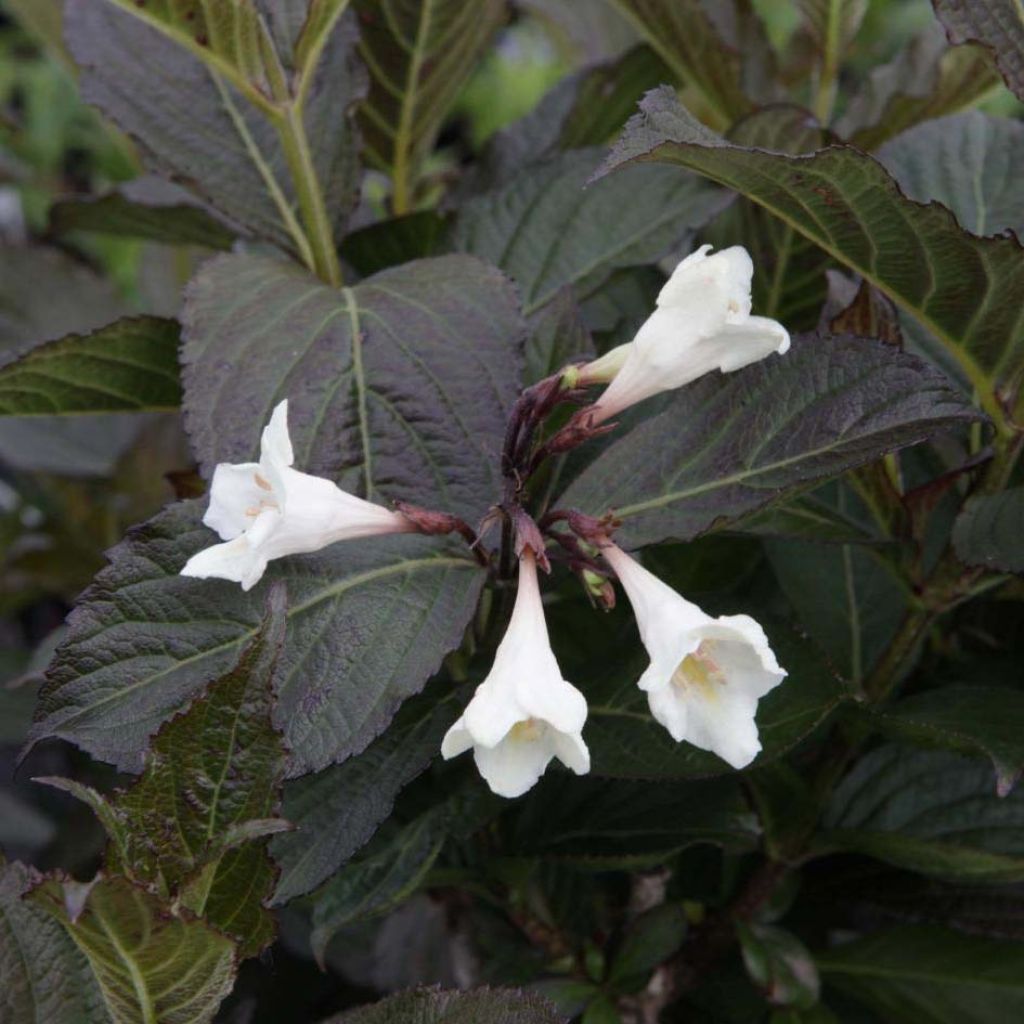 Weigela florida EBONY AND IVORY® NOBLE®