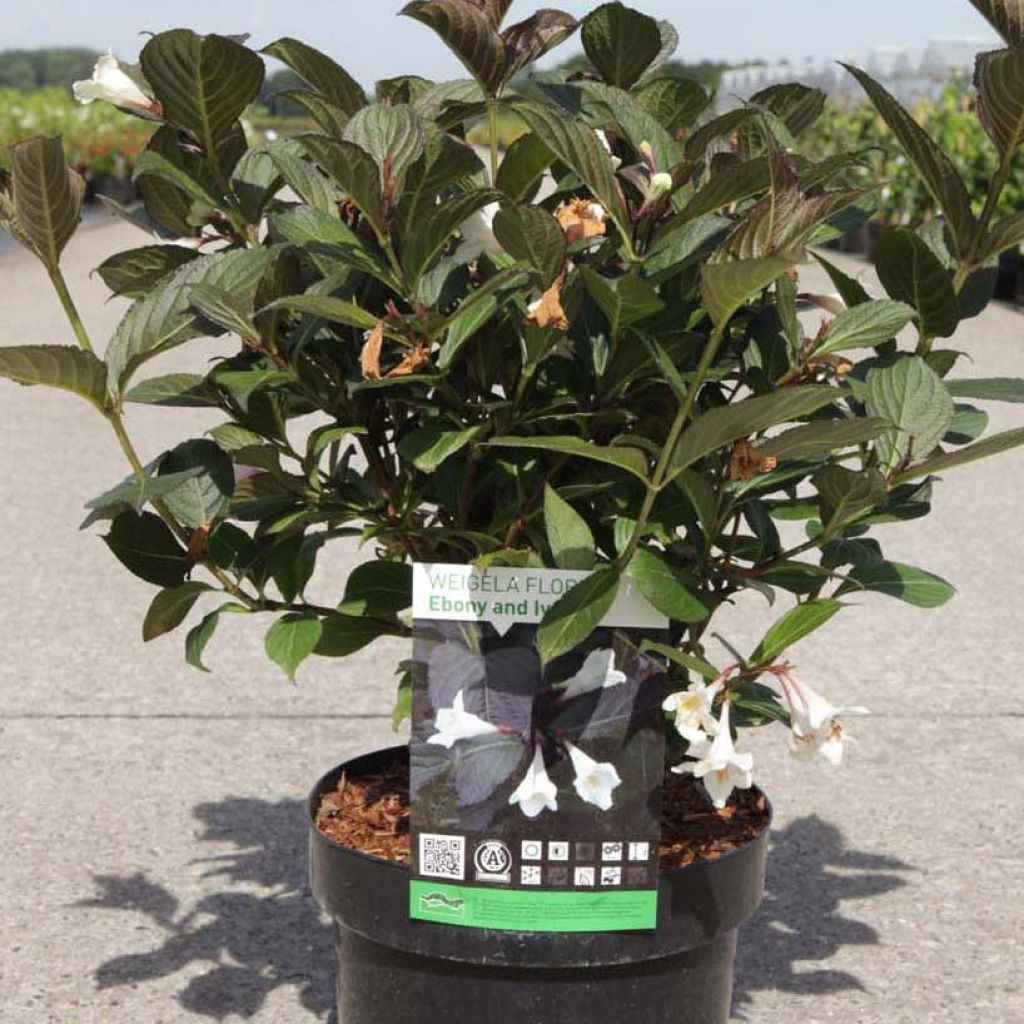 Weigela florida EBONY AND IVORY® NOBLE®