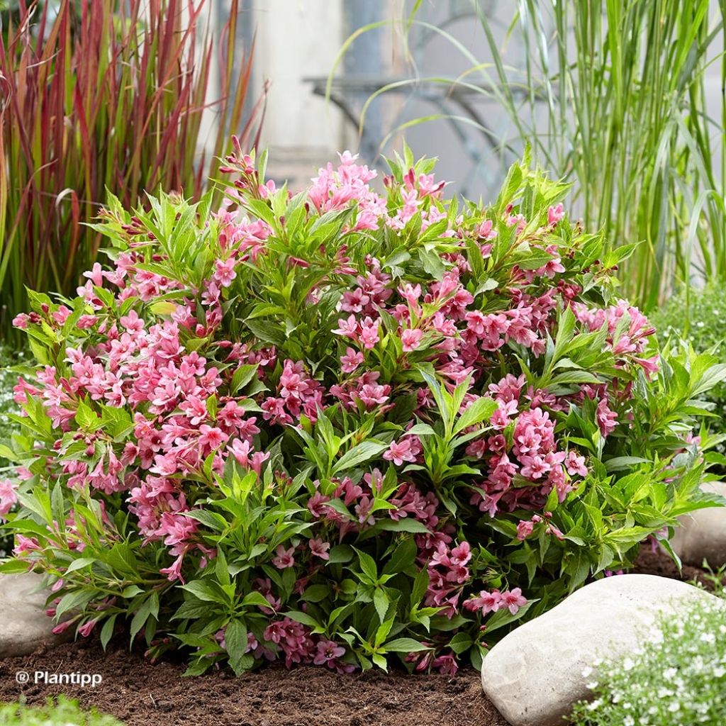 Weigela Picobella Rosa - Veigela