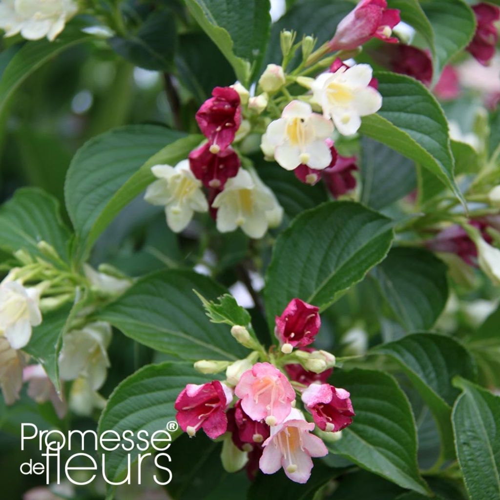 Weigela hybride Carnaval