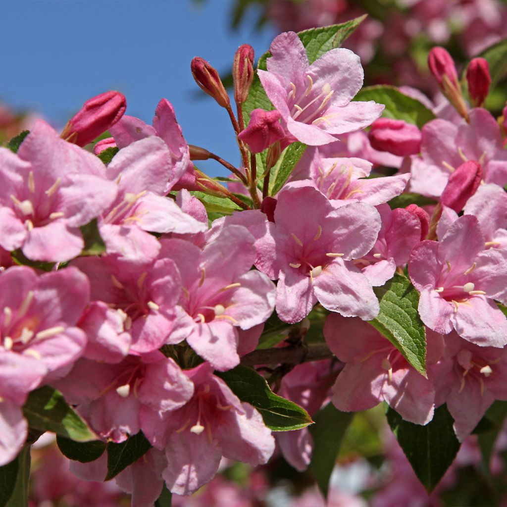 Weigela Stelzneri