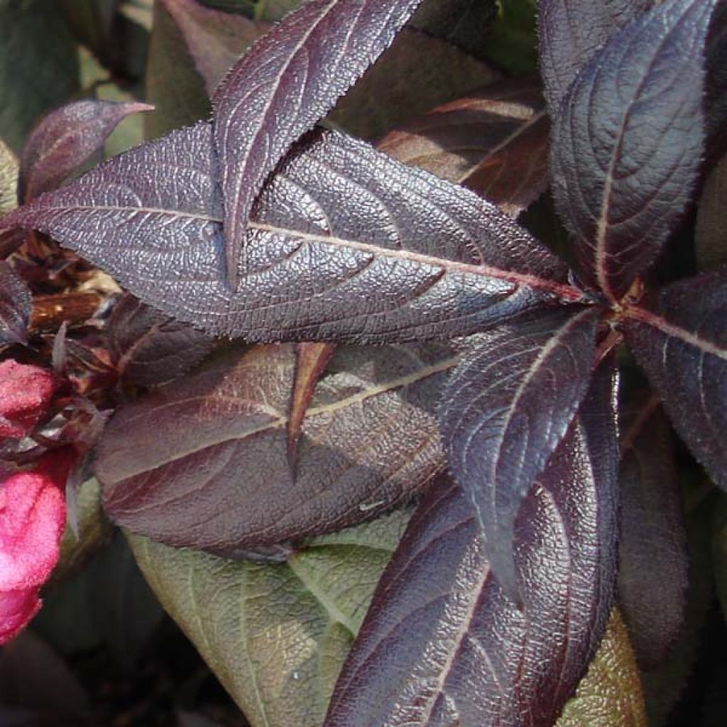 Weigela florida Victoria