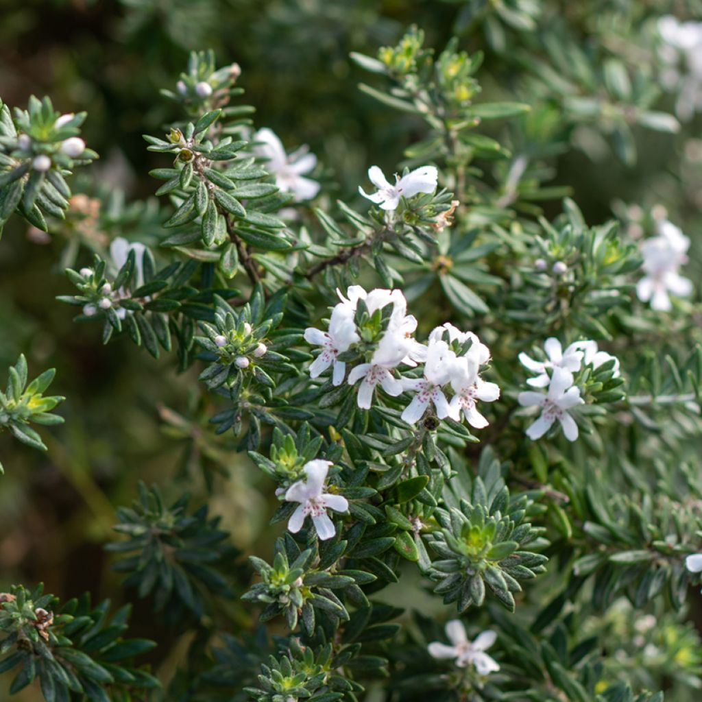 Westringia fruticosa White - Romero australiano