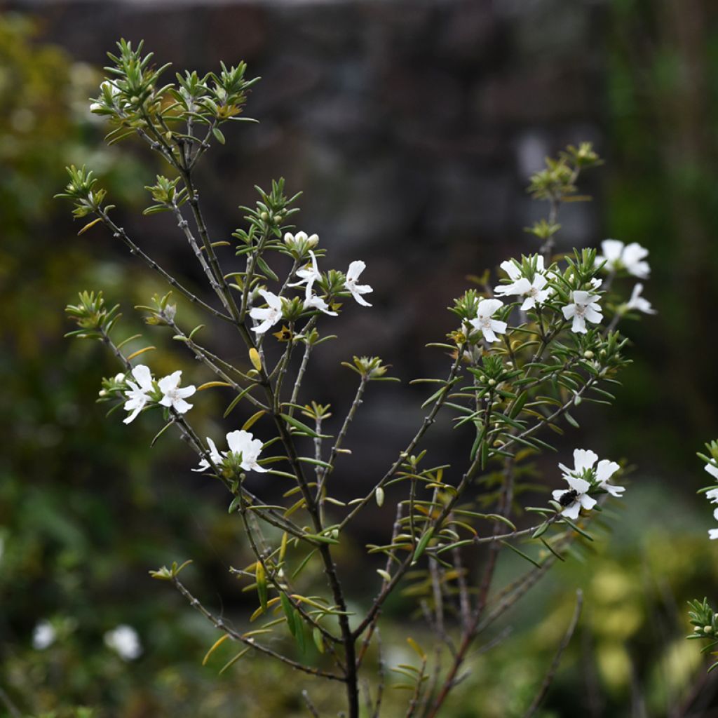 Westringia fruticosa White - Romero australiano