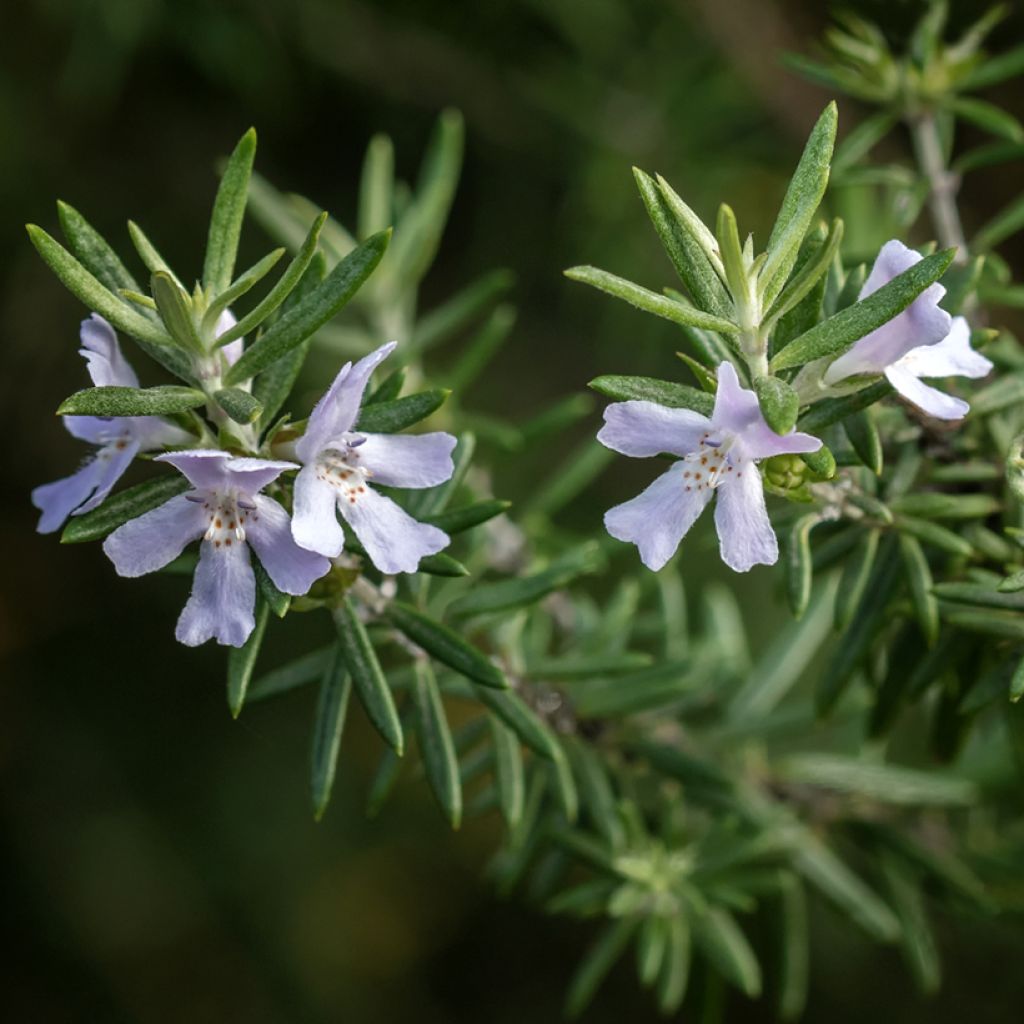 Westringia fruticosa - Romero australiano