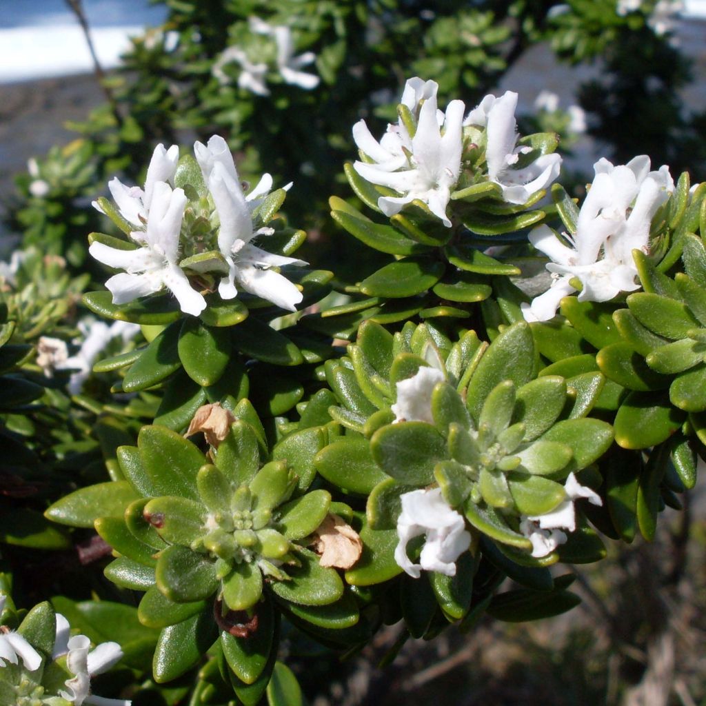 Westringia fruticosa White - Romero australiano