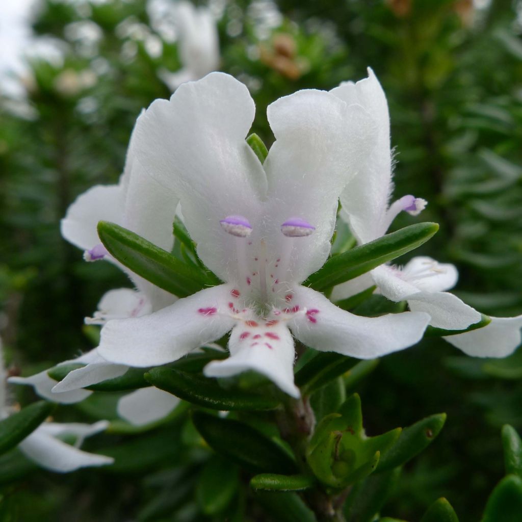 Westringia fruticosa White - Romero australiano