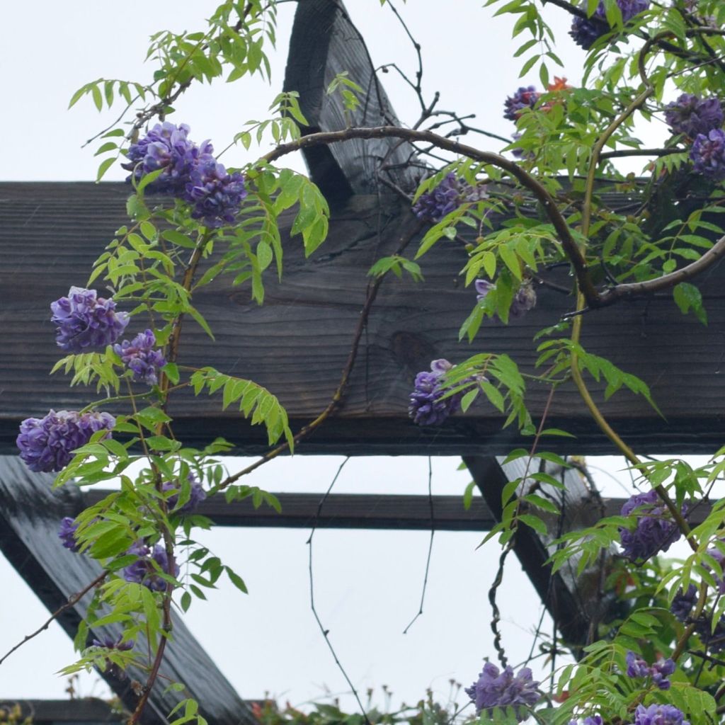 Glycine d'Amérique Amethyst Falls - Wisteria frutescens 