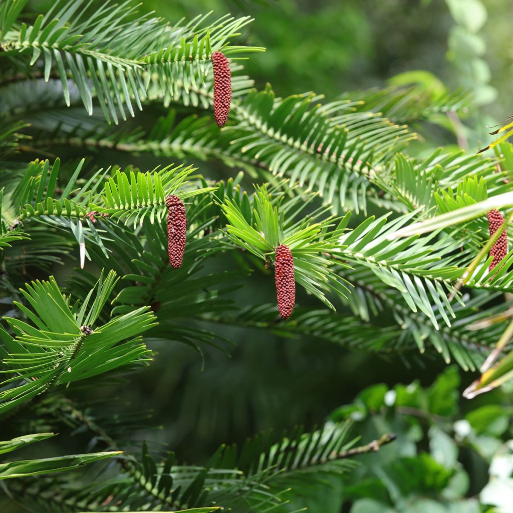 Wollemia nobilis - Pino de Wollemi