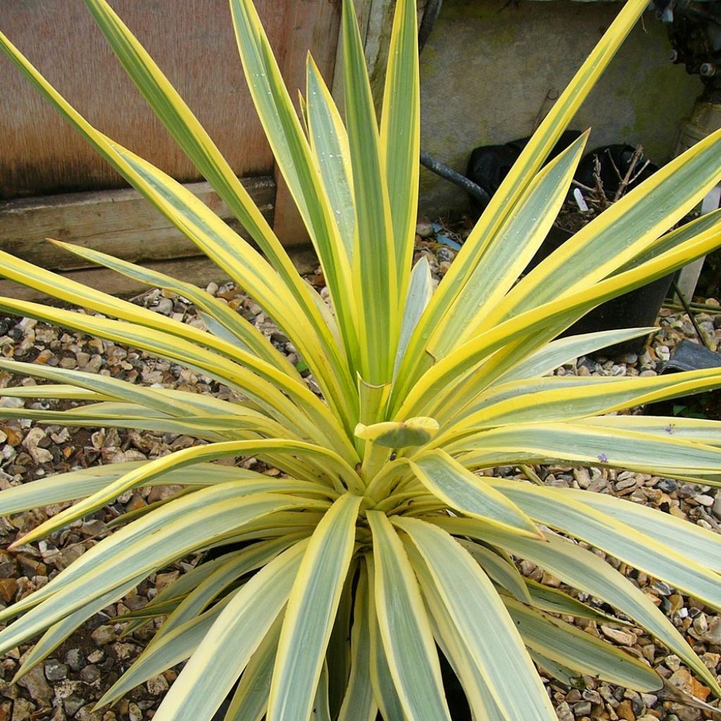 Yucca recurvifolia Bright Star