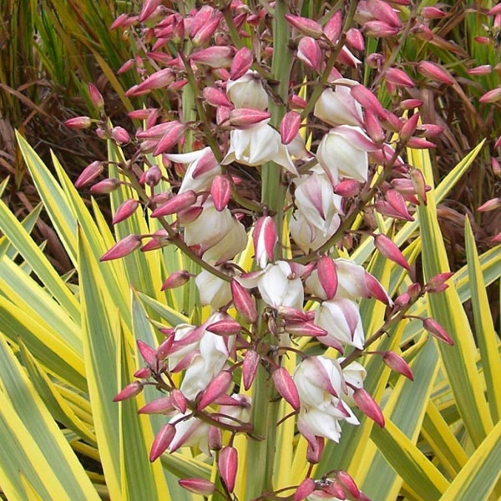 Yucca recurvifolia Bright Star