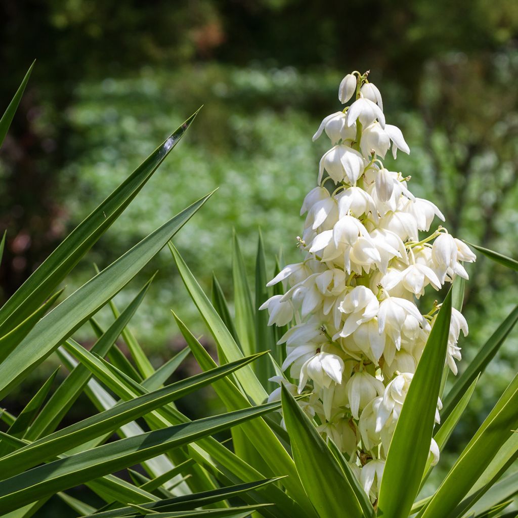 Yucca elephantipes - Yucca pied d'éléphant 