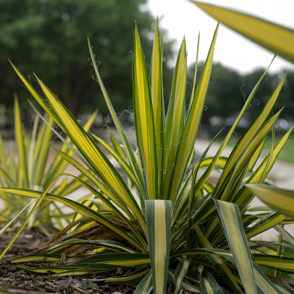 Yucca filamentosa Colour Guard - Yucca filamenteux panaché