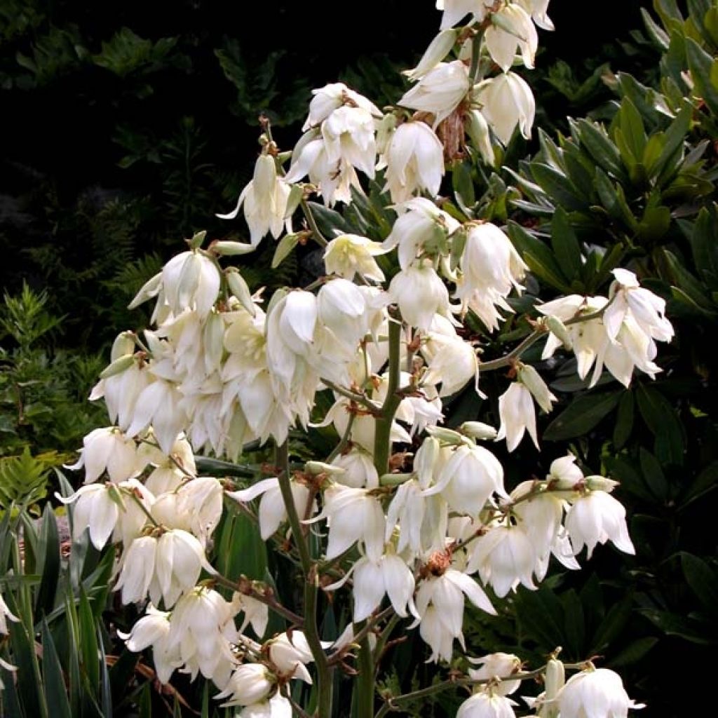 Yucca filamentosa - Aguja de Adán