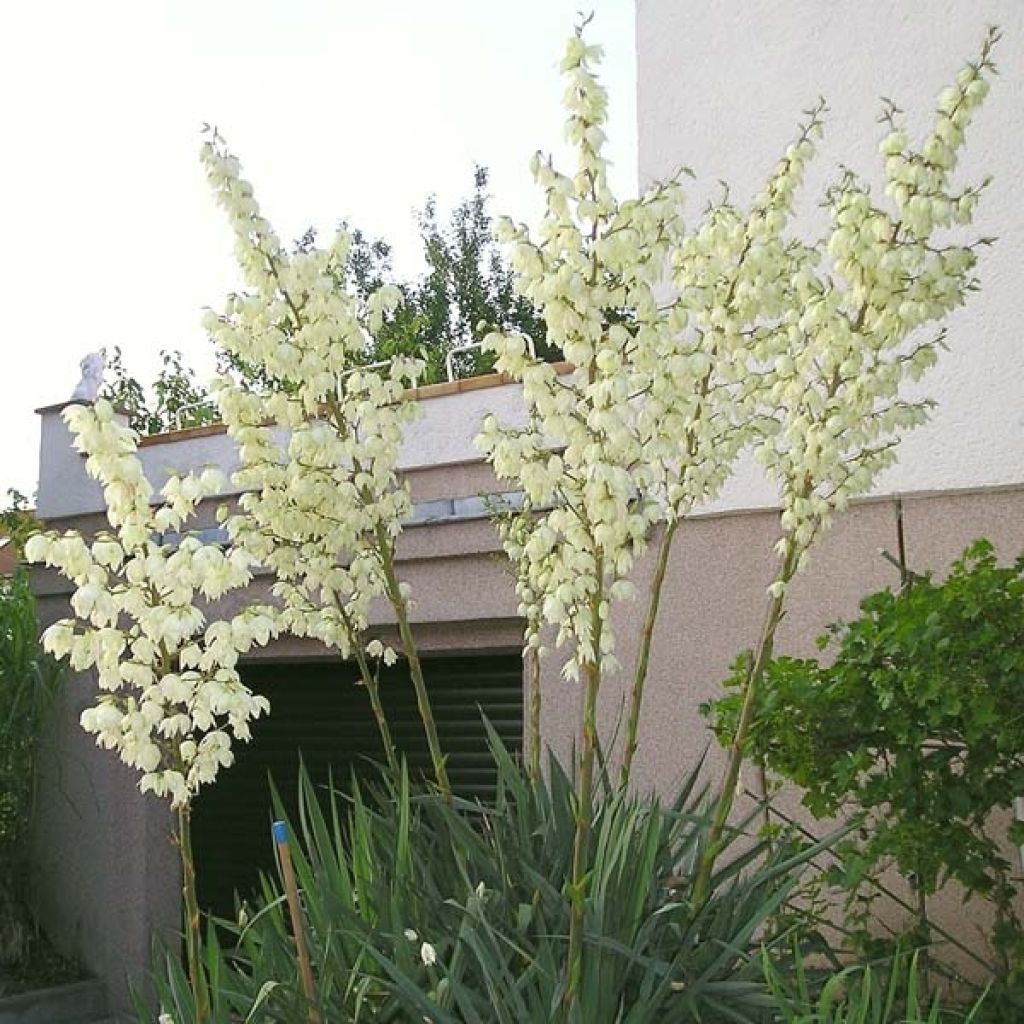 Yucca filamentosa - Aguja de Adán