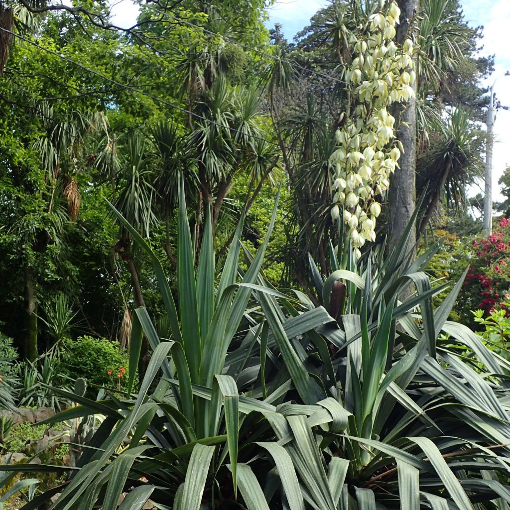 Yucca gloriosa - Dague espagnole