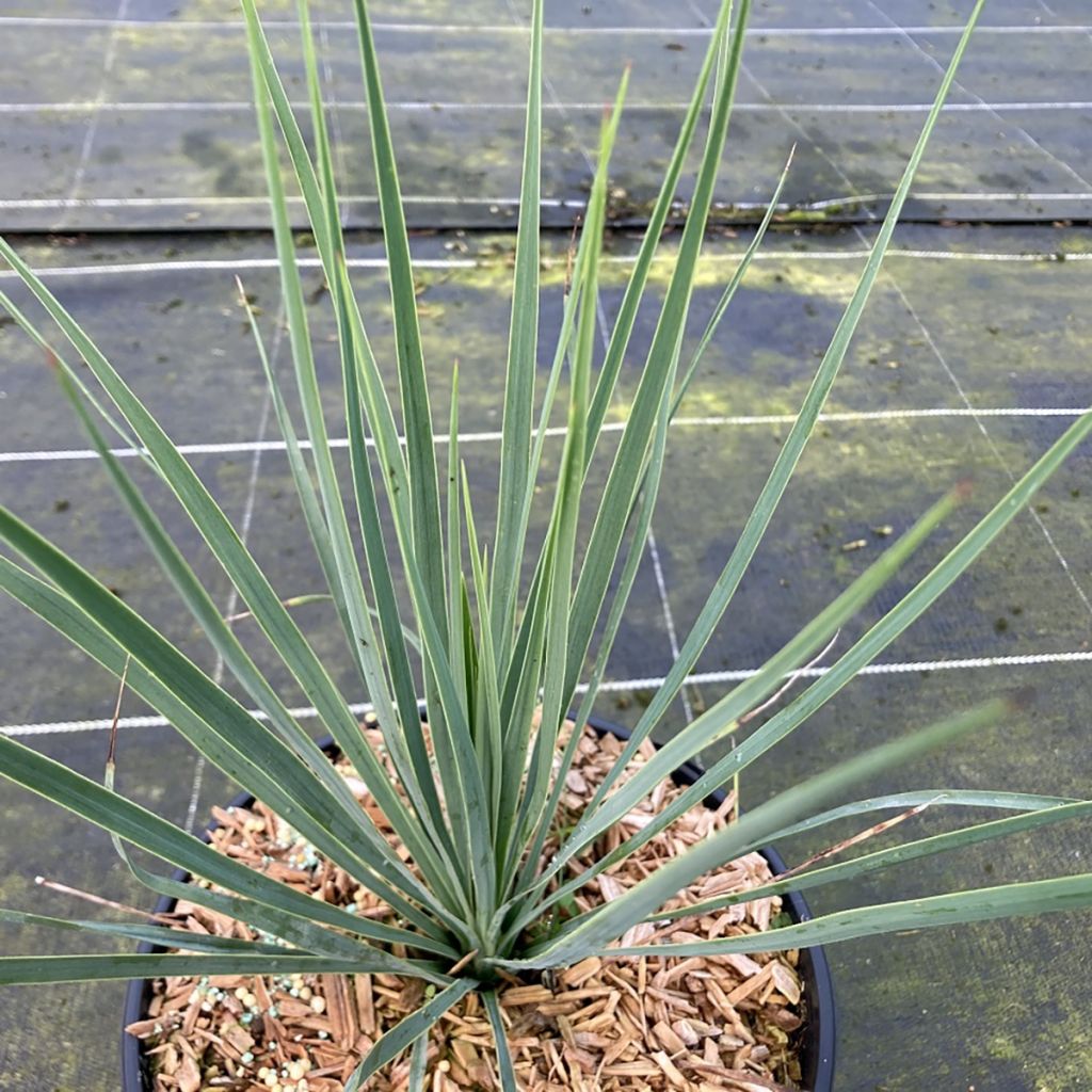 Yucca rostrata Sapphire Skies - Yuca rostrata