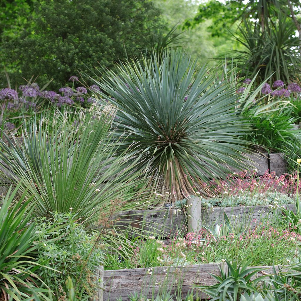 Yucca rostrata - Yuca rostrata