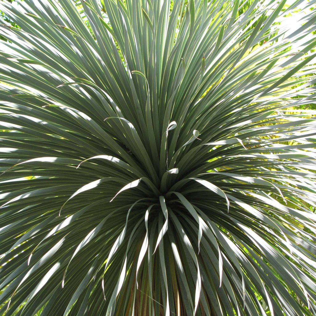 Yucca rostrata - Yuca rostrata