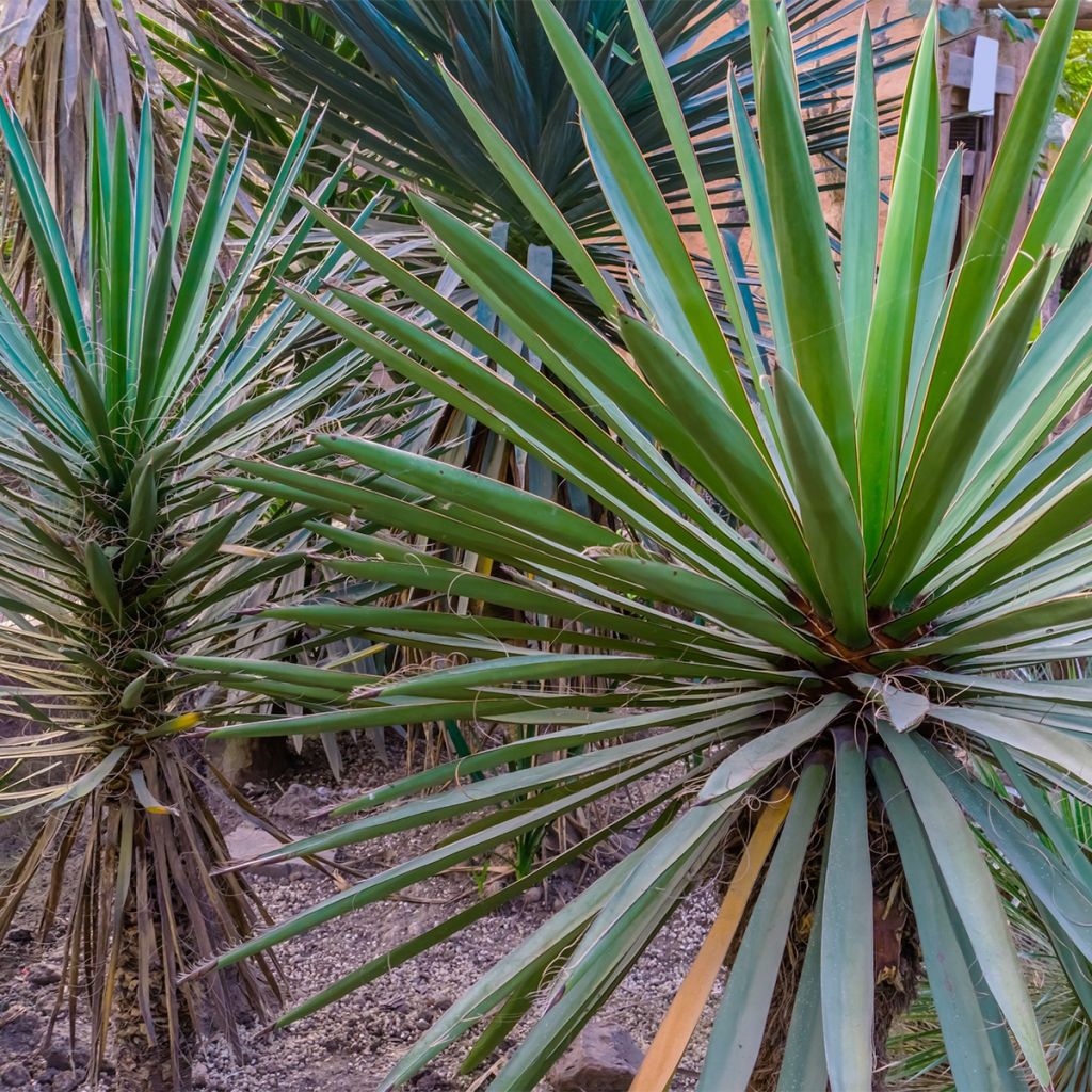 Yucca torreyi - Yucca de Torrey