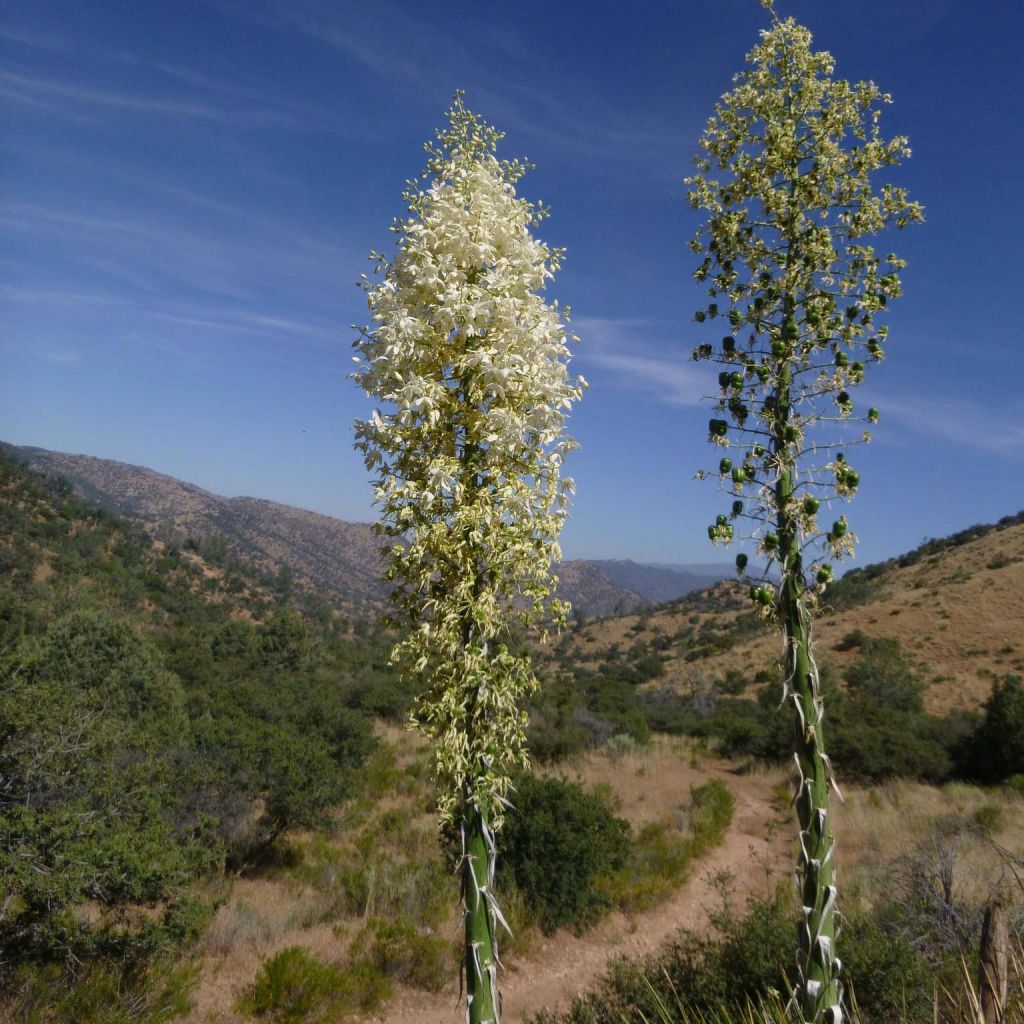 Yucca whipplei - Hesperoyucca bleu 