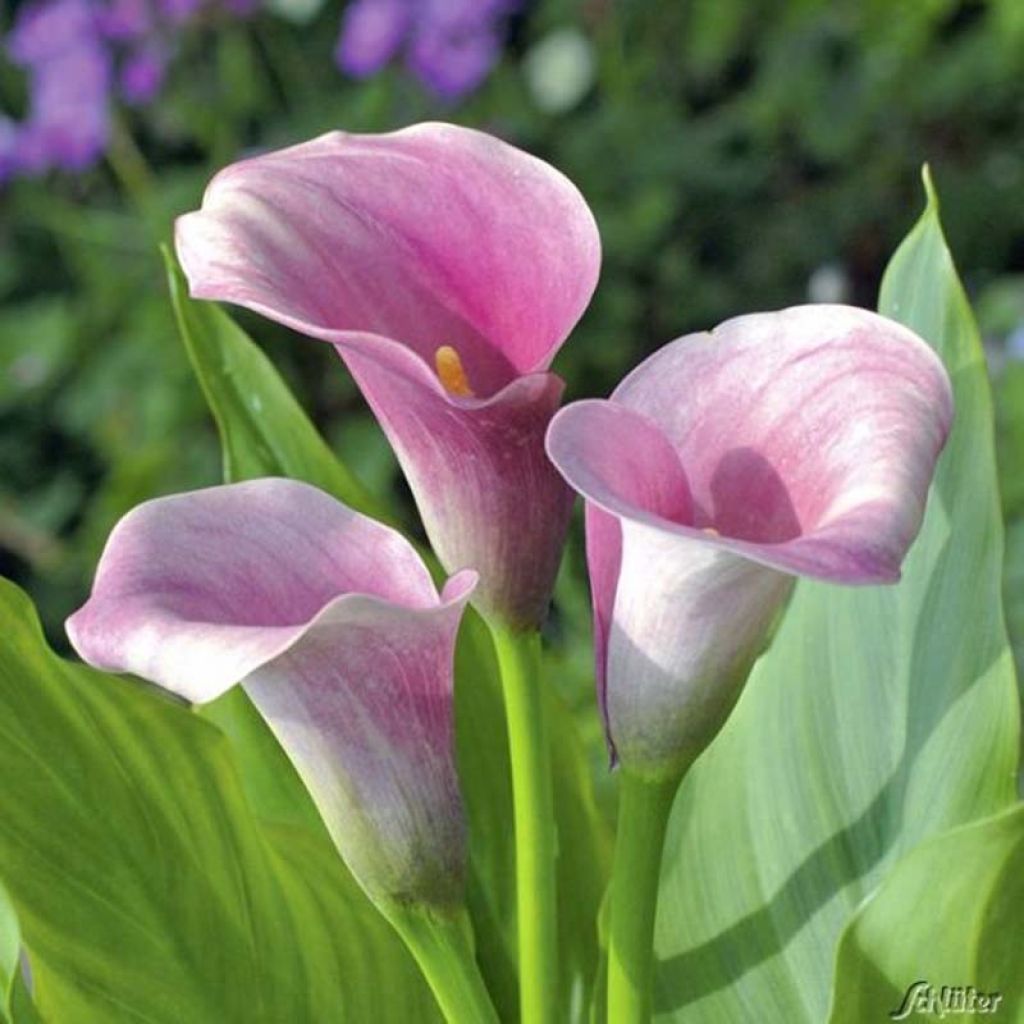 Arum ou Calla rose tendre - Zantedeschia Captain Melrose