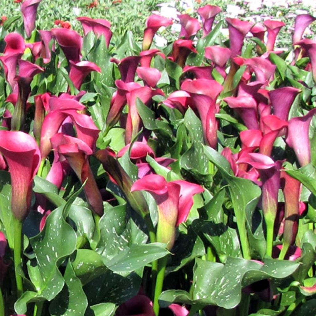 Arum ou Calla à fleurs violet sombre - Zantedeschia Captain Reno