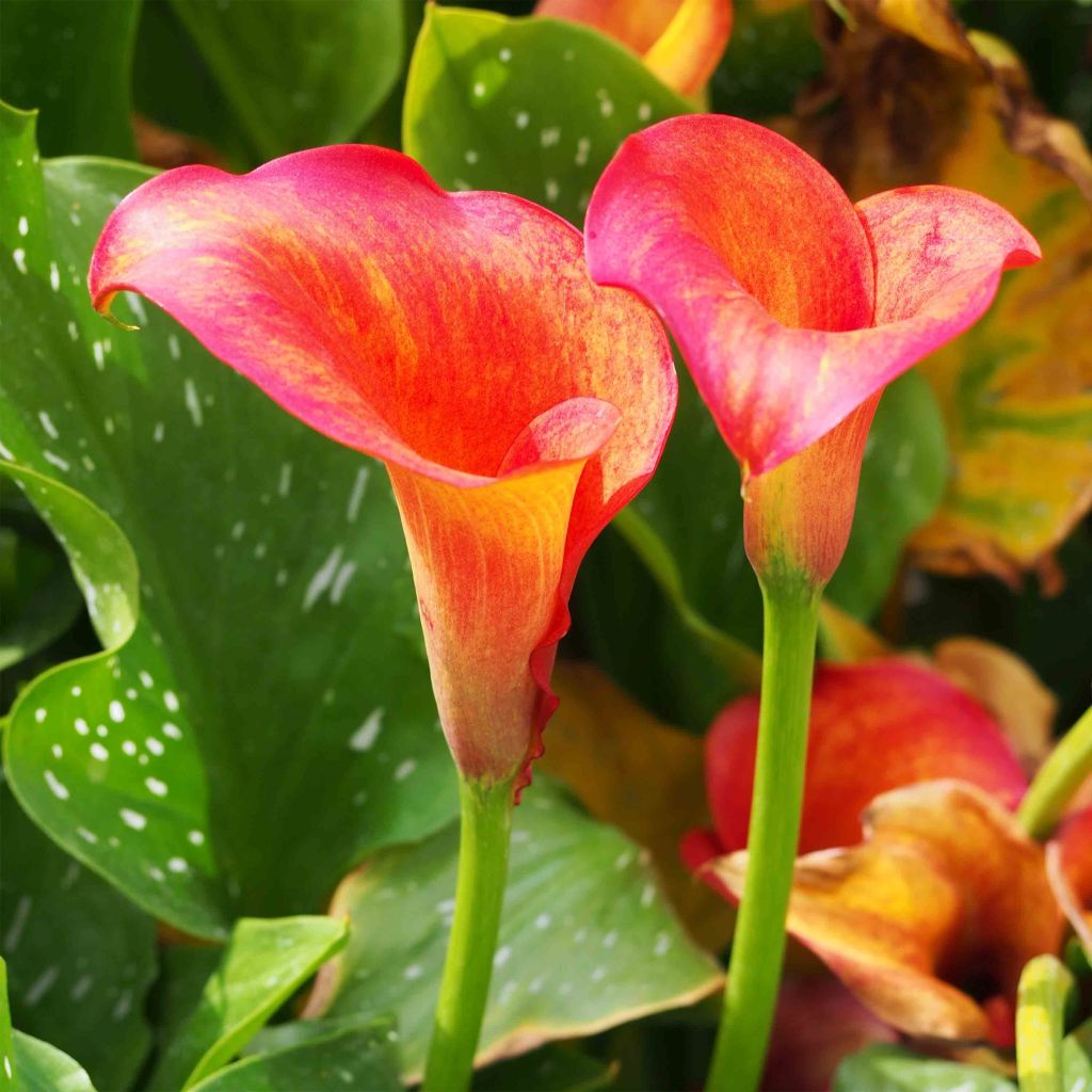 Arum ou Calla à fleurs jaune soutenu - Zantedeschia Captain Trinity