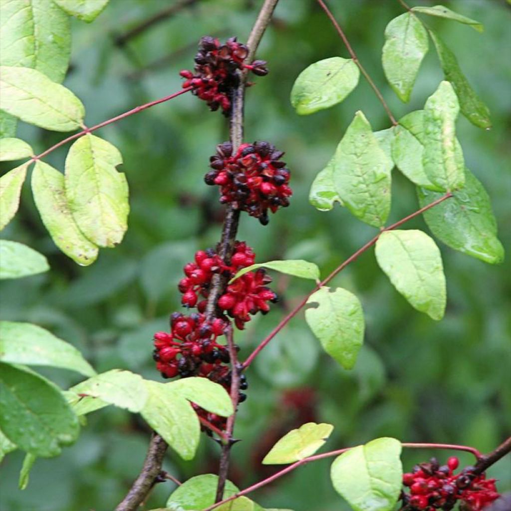 Zanthoxylum americanum - Fresno espinoso