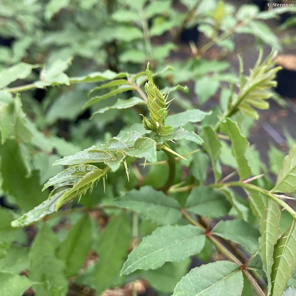 Zanthoxylum americanum - Fresno espinoso