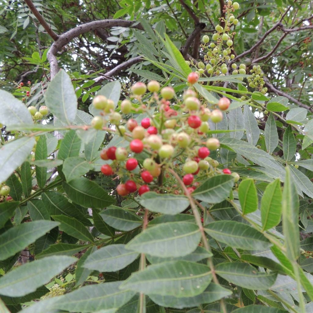 Zanthoxylum piperitum - Poivrier du Sichuan