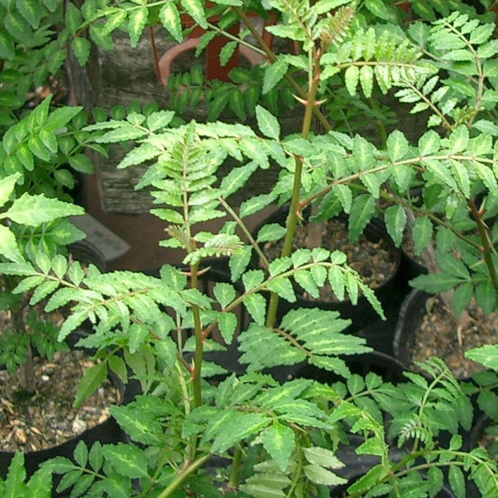 Zanthoxylum piperitum - Poivrier du Sichuan