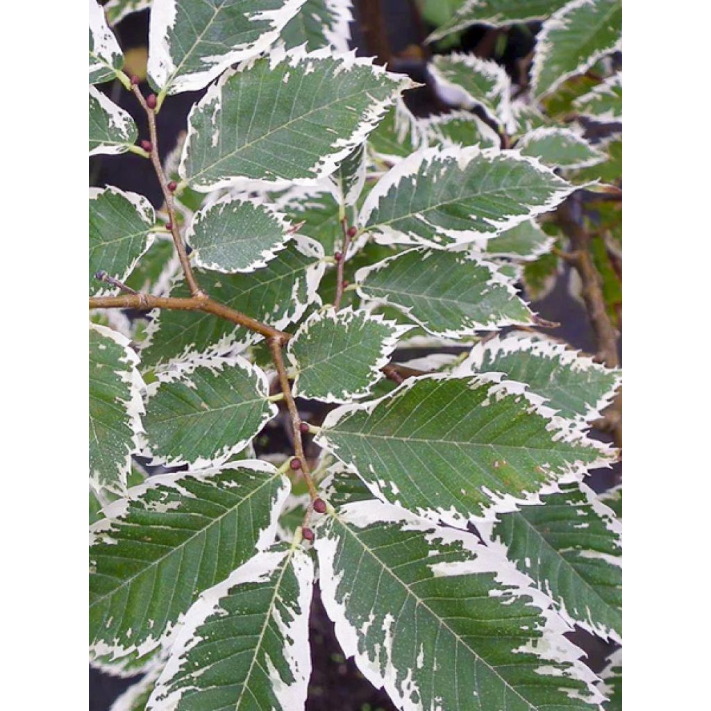 Zelkova serrata Variegata