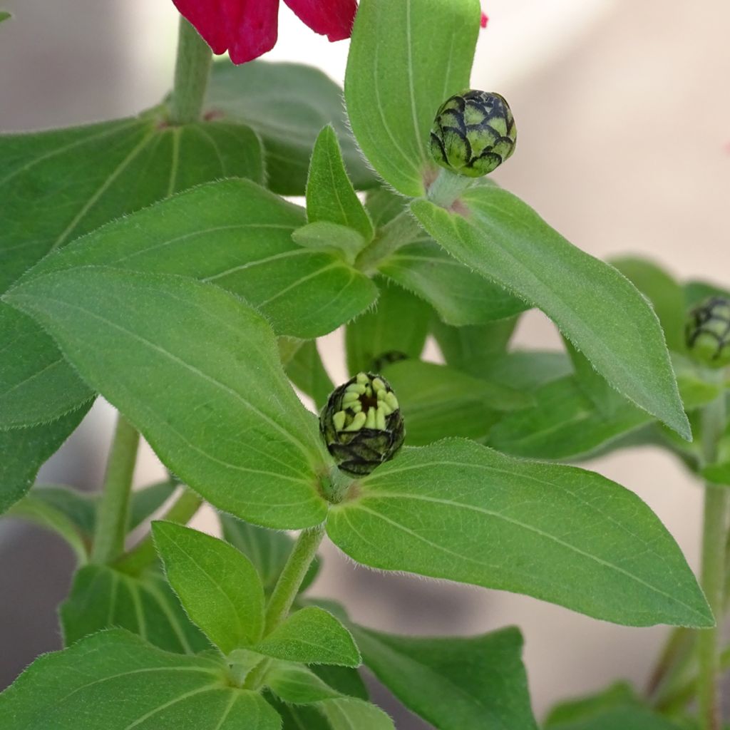 Zinnia Zahara en mélange - Zinnia hybride