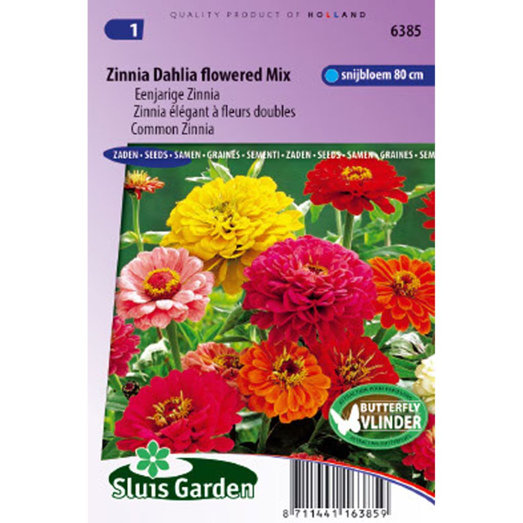 Zinnia à fleur de Dahlia en mélange - Zinnia elegans