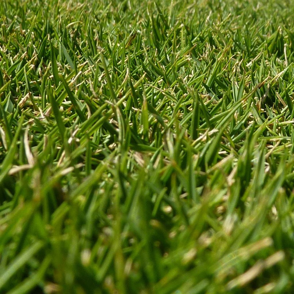 Zoysia tenuifolia - Gazon des Mascareignes