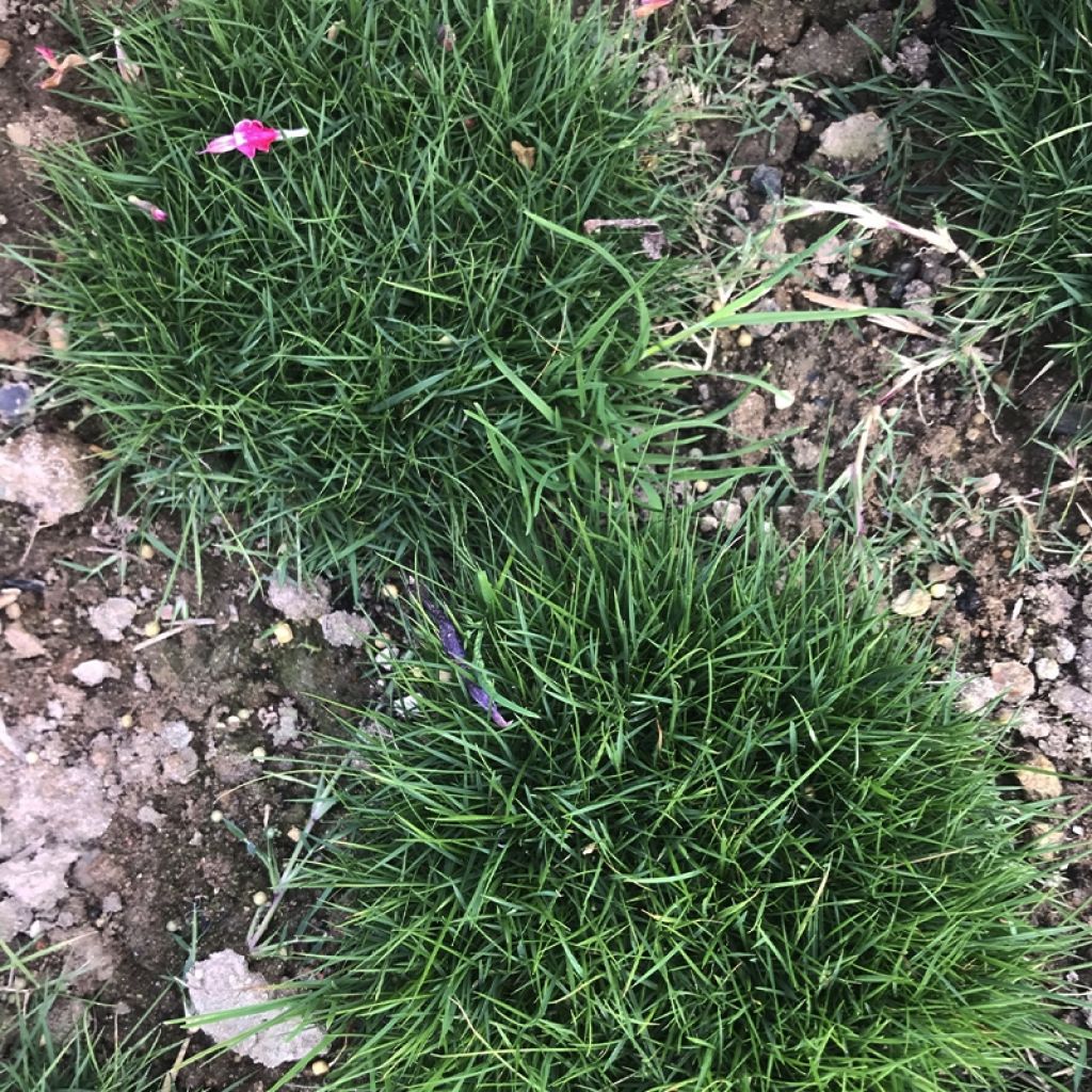 Zoysia tenuifolia - Gazon des Mascareignes